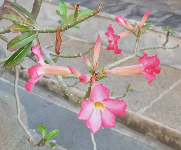 Branch Beautiful Tropical Flowers Pink Color — 스톡 사진