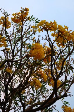 Birçok sarı çiçek ağaç dallarında açar. Güzel büyük cilt yüzeyi.