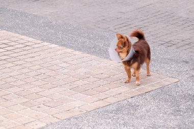 Kaşınmaktan yakasında tasma olan komik küçük köpek.