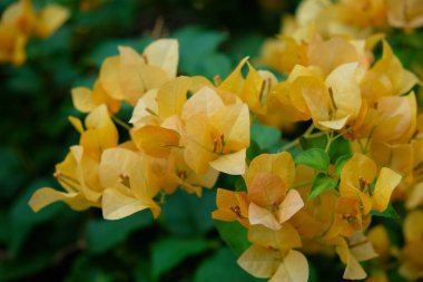 Güzel tropikal sarı çiçeklerin enfeksiyonu. Yakın plan..