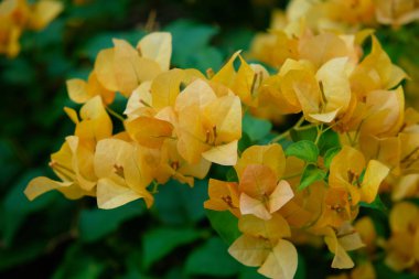 Güzel tropikal sarı çiçeklerin enfeksiyonu. Yakın plan..