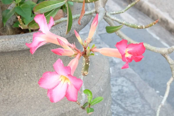 Branch Beautiful Tropical Flowers Pink Color — 스톡 사진