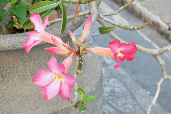 粉红的热带美丽花朵的分枝 — 图库照片