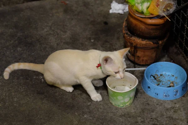 Bangkok Tailândia Dezembro 2018 Gato Branco Senta Perto Uma Tigela — Fotografia de Stock