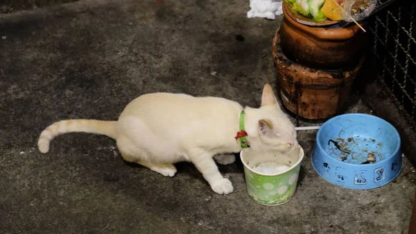 Bangkok Thajsko Prosince2018 Bílá Kočka Sedí Poblíž Prázdné Mísy Jídlem — Stock fotografie