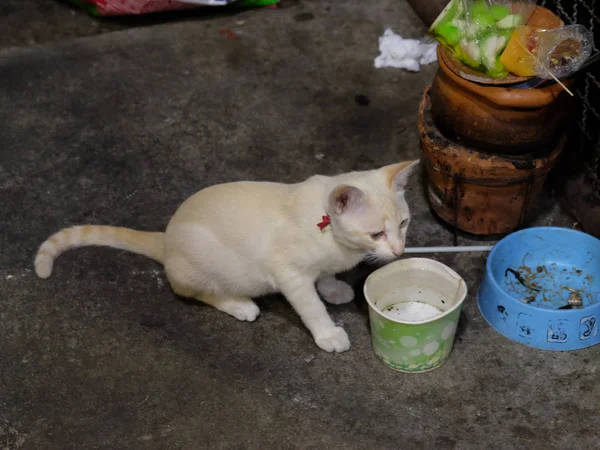 Bangkok Tailândia Dezembro 2018 Gato Branco Senta Perto Uma Tigela — Fotografia de Stock