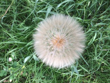 Kocaman yuvarlak bir karahindiba. Bitki tohumları. Çiçek arka planı.