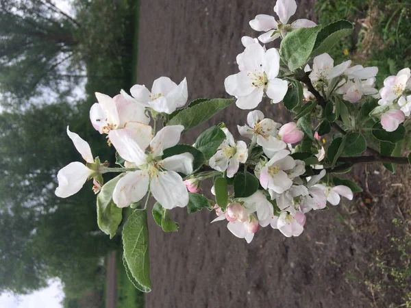 Liten Gren Ett Äppelträd Vilket Blommor Blommar Blommor Äppelträdet — Stockfoto