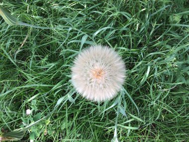 Kocaman yuvarlak bir karahindiba. Bitki tohumları. Çiçek arka planı.