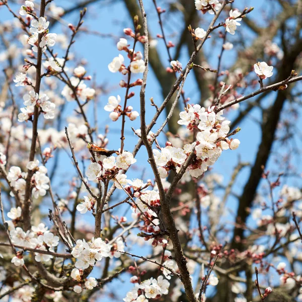 Uma Borboleta Senta Ramo Damasco Florescente — Fotografia de Stock