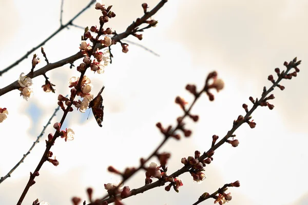 Метелик Сидить Гілці Квітучого Абрикосового Дерева — стокове фото