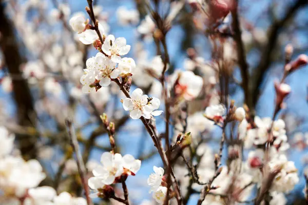 Цвіте Вишня Білі Квіти Гілках Вишневого Дерева Навесні Розмитий Фон — стокове фото