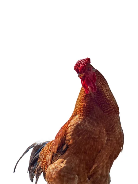 A beautiful golden rooster. Isolated. White background.