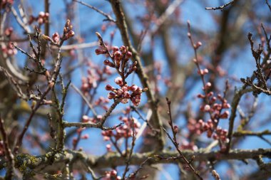 Kayısı ağacı tomurcukları. Baharda mavi gökyüzünün arka planında kayısı ağacı dalları.
