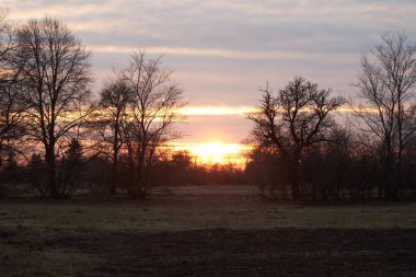 Batan güneşe karşı ağaç siluetleri. Akşam manzarası.