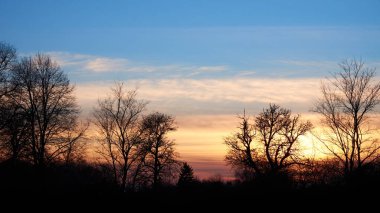 Batan güneşe karşı ağaç siluetleri. Akşam manzarası.