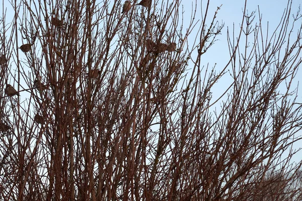 Many Sparrows Sitting Branches Bush Clear Sky — 스톡 사진
