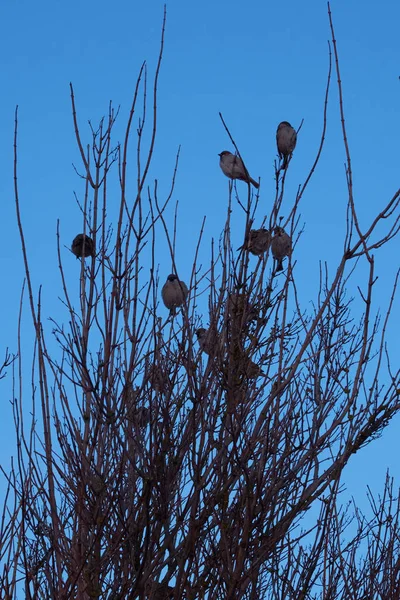 Many Sparrows Sitting Branches Bush Clear Sky — 스톡 사진