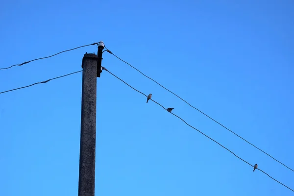 Několik Ptáků Sedí Drátě Elektrického Vedení Modrá Obloha — Stock fotografie