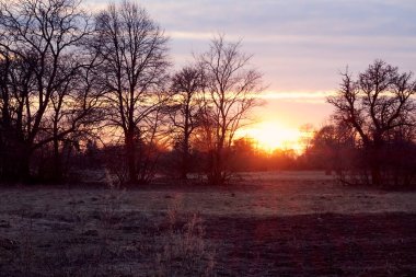 Batan güneşe karşı ağaç siluetleri. Akşam manzarası.