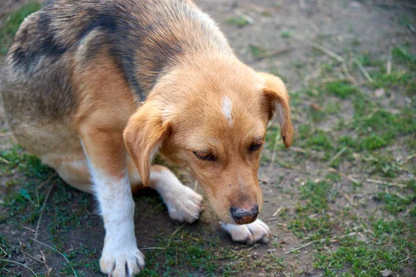 A little, sick mongrel is sitting. Dog with a sad, sickly look.