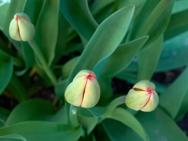 Brote Una Flor Tulipán Joven Flor Parterre —  Fotos de Stock