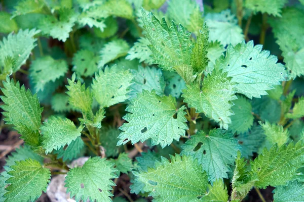 Nettle Thicket Background Young Green Plant — Stok fotoğraf