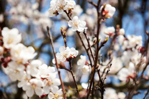 Cereja Flor Flores Brancas Nos Ramos Uma Cerejeira Primavera Fundo — Fotografia de Stock