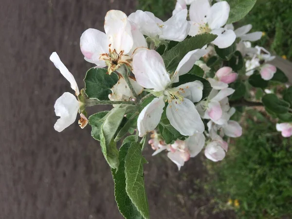 Pequeno Ramo Uma Árvore Maçã Qual Flores Florescem Flores Macieira — Fotografia de Stock