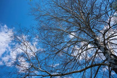 Birch branches on a background of blue sky in spring.