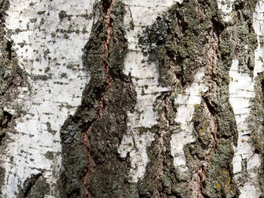 Birch tree bark as a background. Textured wood bark.