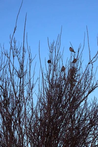 Many Sparrows Sitting Branches Bush Clear Sky — 스톡 사진