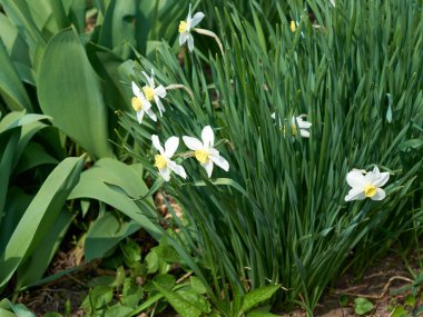 Nergis çiçeğinin güzel bir çalısı. Bahar çiçekleri.