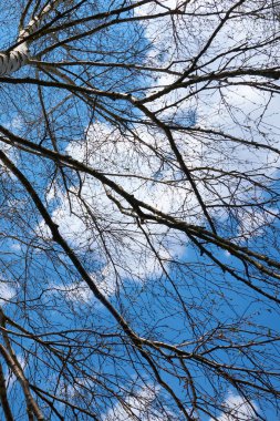 Birch branches on a background of blue sky in spring.