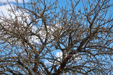 Kuru armut ağacının dalları mavi gökyüzünün arka planında