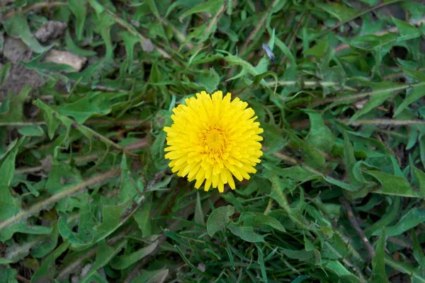 Una Deliciosa Flor Diente León Amarillo Disparo Desde Arriba —  Fotos de Stock