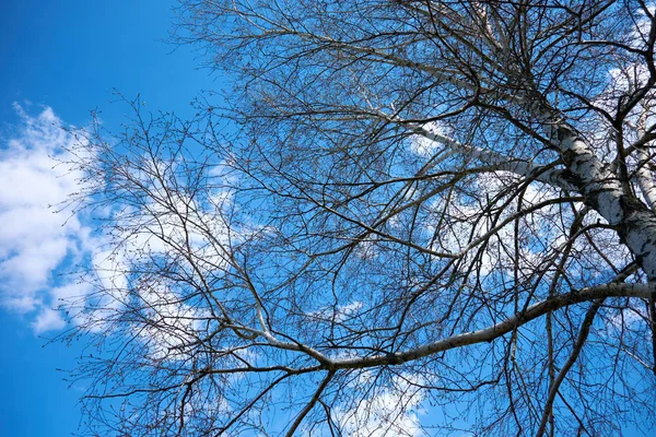 Berken Takken Een Achtergrond Van Blauwe Lucht Het Voorjaar — Stockfoto
