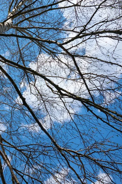 Birch Branches Background Blue Sky Spring — 스톡 사진