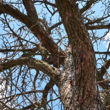 Kuru armut ağacının dalları mavi gökyüzünün arka planında