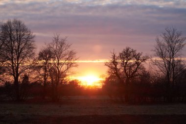 Batan güneşe karşı ağaç siluetleri. Akşam manzarası.