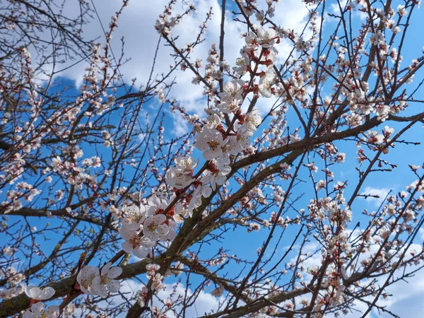 Botões Flor Galho Damasco Primavera — Fotografia de Stock