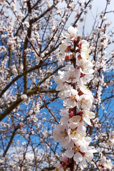 Квіткові Бруньки Гілці Абрикосового Дерева Навесні — стокове фото