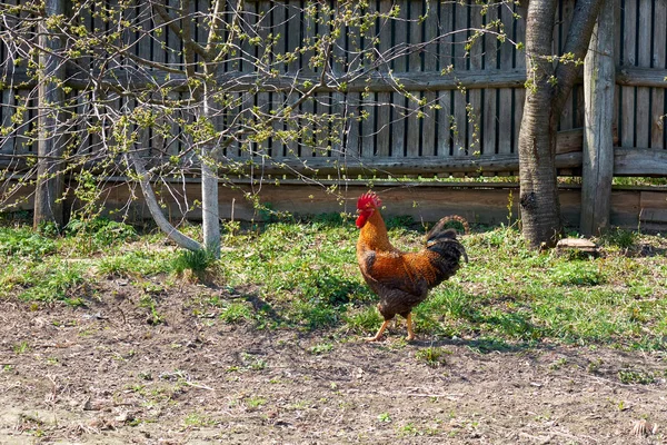 Egy Gyönyörű Kakas Színes Tollazattal Sétál Udvaron — Stock Fotó