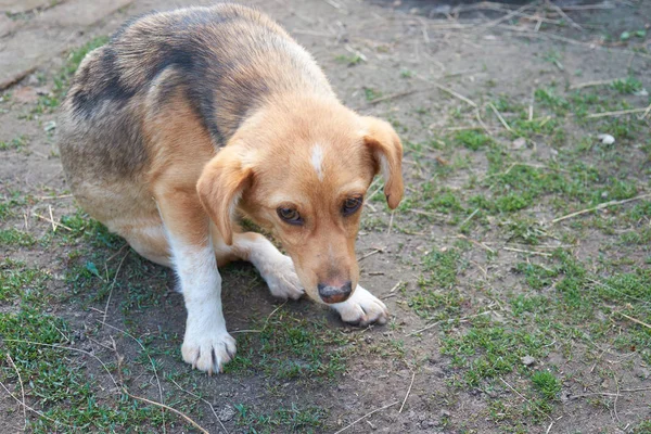 A little, sick mongrel is sitting. Dog with a sad, sickly look.