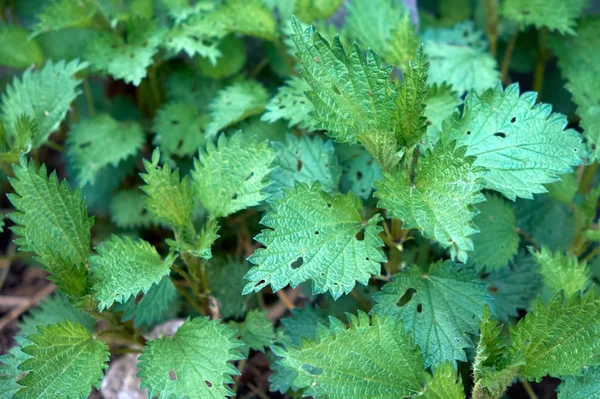 Nettle Bozót Mint Háttérben Fiatal Zöld Növény — Stock Fotó