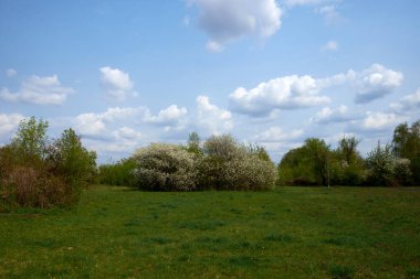 Çiçek açan ağaçlar yeşil bir çayırda yetişir. Bahar manzarası.
