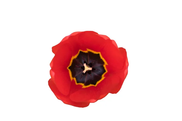 Close Van Een Tulpenbloem Met Rode Bloemblaadjes Geïsoleerd Witte Achtergrond — Stockfoto
