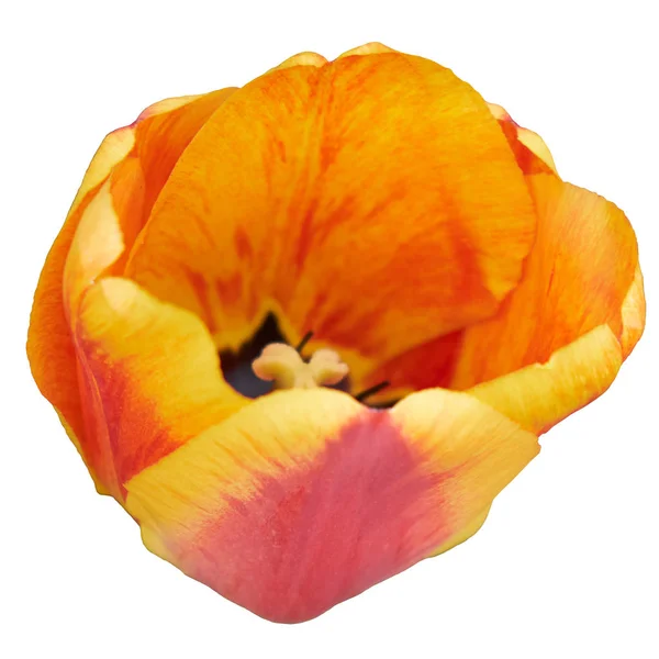 Close Van Een Tulpenbloem Met Oranje Bloemblaadjes Geïsoleerd Witte Achtergrond — Stockfoto