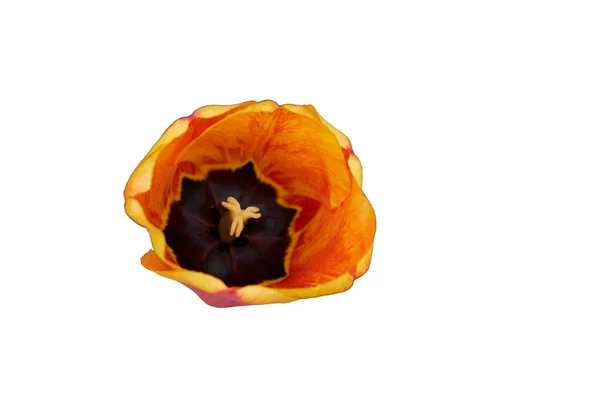 Close Van Een Tulpenbloem Met Oranje Bloemblaadjes Geïsoleerd Witte Achtergrond — Stockfoto
