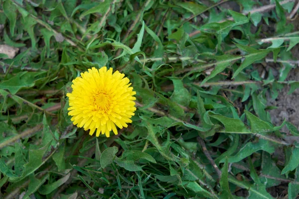 Uma Flor Deliciosa Dente Leão Amarelo Tiro Cima — Fotografia de Stock